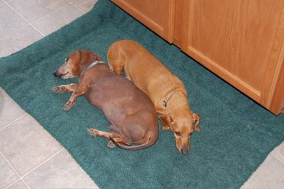 Dexter and Daisy by kitchen cabinet