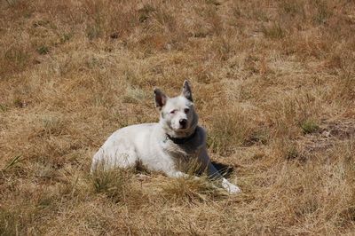 Spinner July 1st No 2