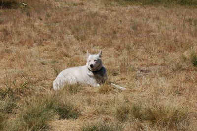 Spinner July 1st No 1