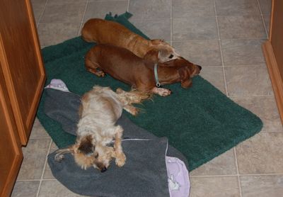 Teddy with Dexter and Bailey