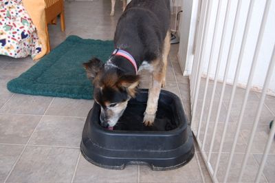 Gabe with foot in water dish