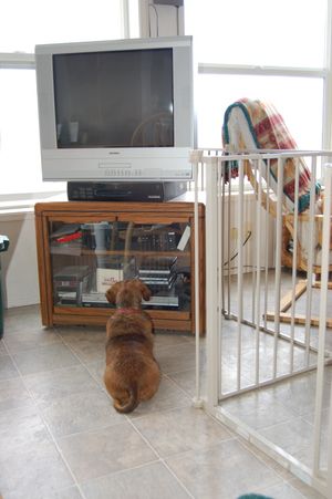 Callie in front of TV