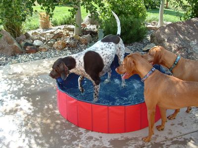 Jasper in pool with friends