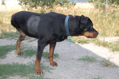 Helen's surgery incisions