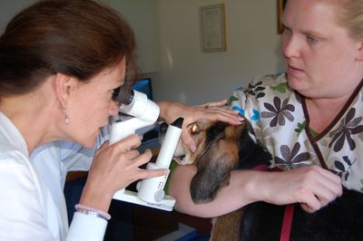 Charlie eye check-up 1