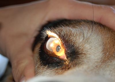 Charlie eye check-up 3