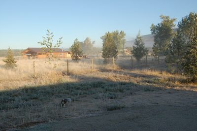 Charlie on frosty morning