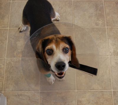 Charlie looking at camera