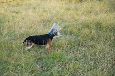 Charlie after surgery 2