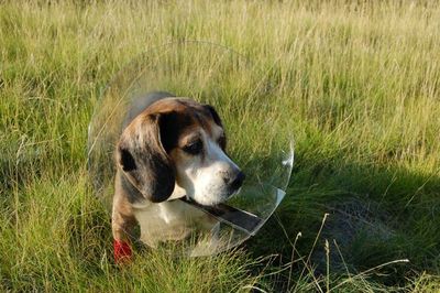 Charlie after surgery 1