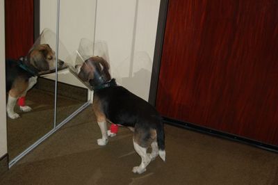 Charlie looking in mirror