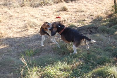 Charlie and Austing playing 2
