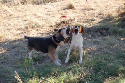 Charlie and Austin playing 1
