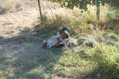 Charlie and Austin playing 3