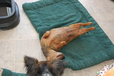 Callie demonstrating her figure