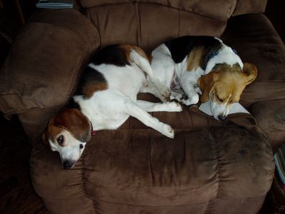Stuart and Daisy at Dan and Cheryl's