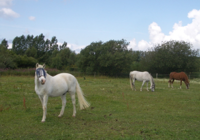 Swedish blind pony 2