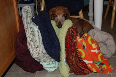 Dexter with pile of fresh bedding