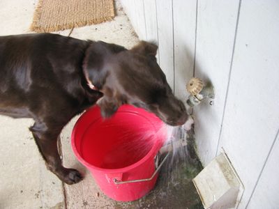 Creighton Emmitt drinking from faucet