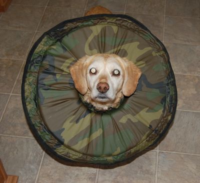 Goldie with camo collar