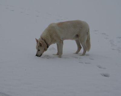 Dusty eating snow 1