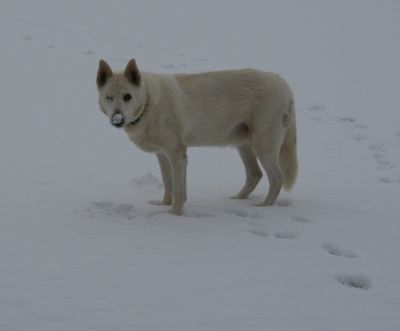 Dusty eating snow 2