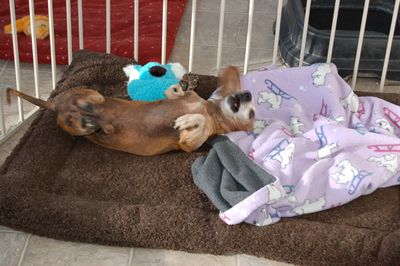 Bailey with blue toy 1