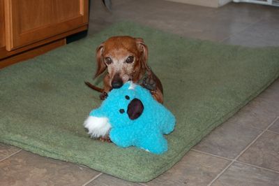 Dexter with blue toy