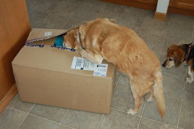 Goldie with box 1