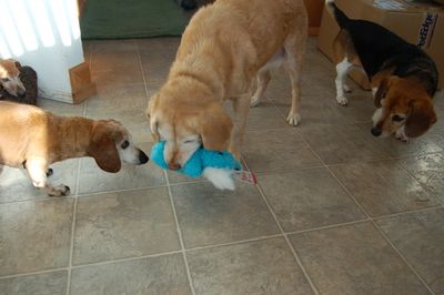 Goldie with toy and friends