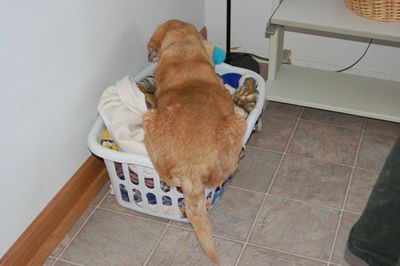 Goldie in basket with toy