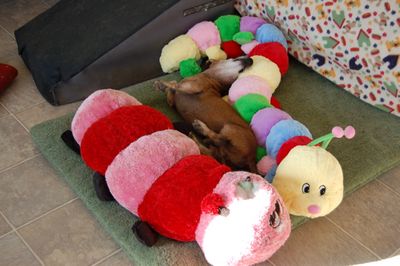 Bailey with new Mr Caterpillar