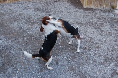 Austin and Charlie in sumo match