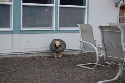 Goldie waiting for Alayne