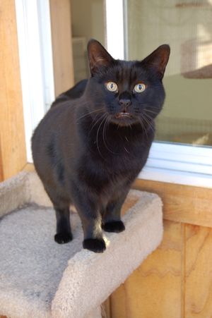 Cinder for Halloween