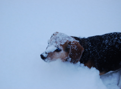 Widget in snow 6