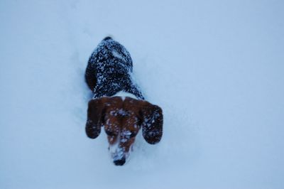 Austin burying toy 5