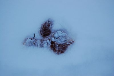 Austin burying toy 4
