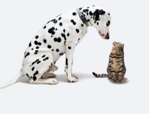 New Scientist Cover Photo