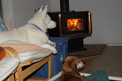 Spinner and Callie with woodstove
