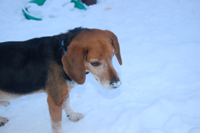 Briggs eating snow 2