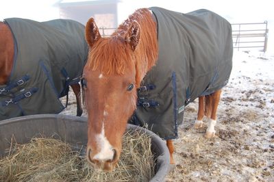 Lena on frosty morning