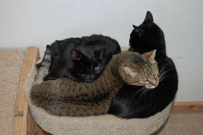 Three cats on a bed