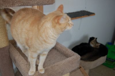 Herbie with three cats on a bed