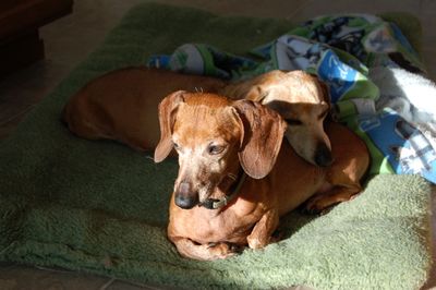 Bailey with Dexter 2