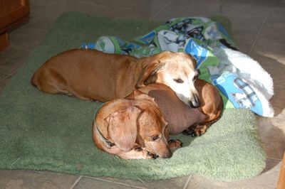 Bailey and Dexter napping
