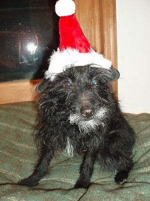 Rudy wearing Santa hat
