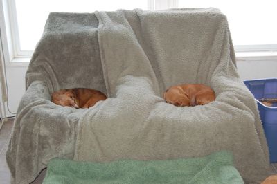 Daisy and Callie in chairs