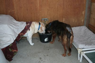 Moose at water bucket