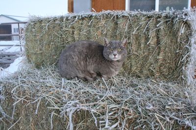 Skitter on hay bale